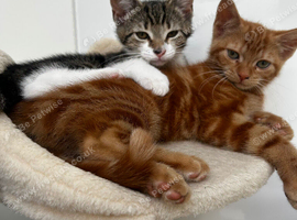 Female tabby kitten