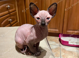 Beautiful Sphynx Kitten Looking for Her Forever Home