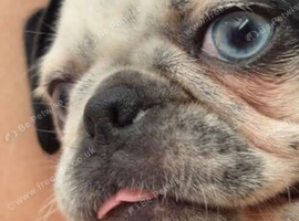 Panda Pug
