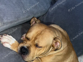 Reggie is looking for his new home!:)