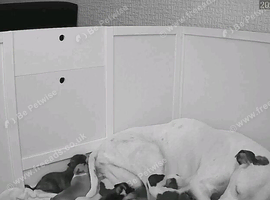 Beautiful staffy puppies looking for there forever loving home