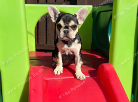 French Bulldog Puppy!!!