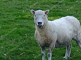 4 Kerry Hill x Poll Dorset ewes for sale