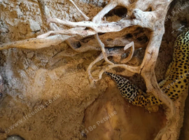 Leopard gecko and vivarium for sale.