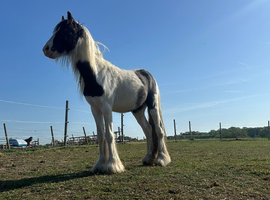 Beautiful 2 year old Colt for new home