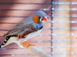 male finche