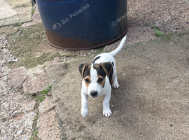 Pure Breed Jack Russell Pups