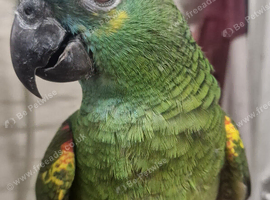 Hand Reared Baby Amazon Parrots
