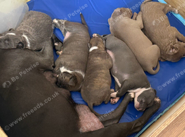 Staffordshire bull terrier cross bullmastiffs