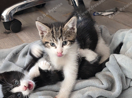 5 kittens girls and boys