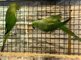 Breeding pair ringnecks