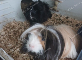 2 male ginea pigs