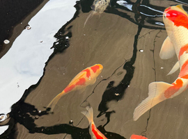 Goldfish and shubunkins for free