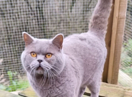 BSH for Stud champion lines