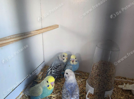 Budgies