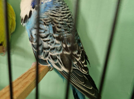 Blue budgie