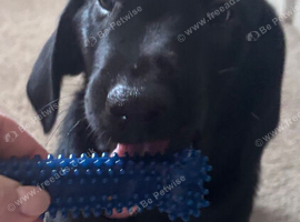 READY FOR THEIR FOREVER HOMES - ONLY 2 BOYS LEFT - Excellent KC registered, working line Labrador Puppies
