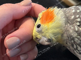 female cockatiel tame