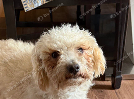Bichon Maltese
