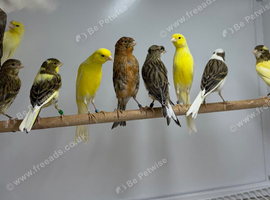 Canaries