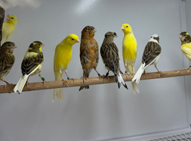 Canaries