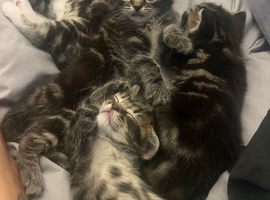 4 beautiful kittens for sale