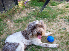 Cockapoo for stud
