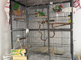 Budgies & set up