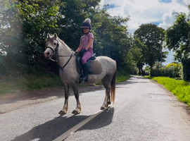 Welsh Pony for sale