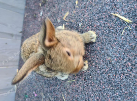 Lovely girl lops