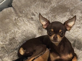 Russian toy terrier, two boys puppies