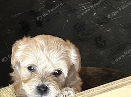 Jackapoo pups 4 left