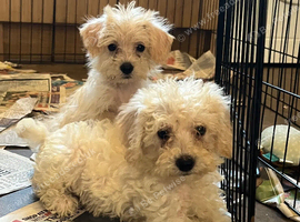 BEAUTIFUL F1B COCKAPOO PUPPIES