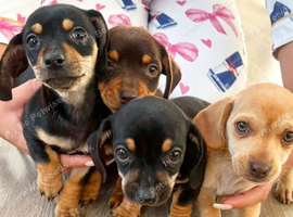 DAUSCHOUNDS PUPPIES READY 30TH AUGUST
