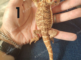 baby bearded dragons 13 weeks old