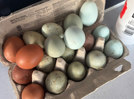 Premium Chicken eggs multi colour