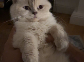 4 gorgeous kittens looking for forever homes