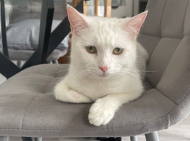 2 Black 1 White kittens Turkish Angora mix