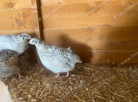Pearl Fee Quail Hatching eggs