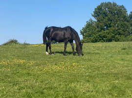 Full Grass Retirement Livery in Idyllic Setting in Surrey