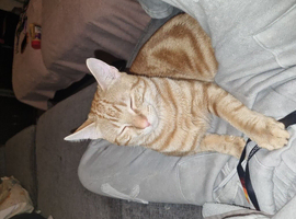 Beautiful 10 month old ginger cat.