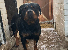 Rottweiler