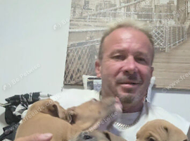 Martin dogs