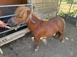 Chestnut Shetland mare