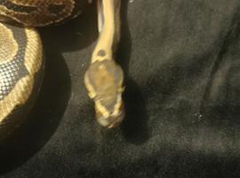 Ball Python
