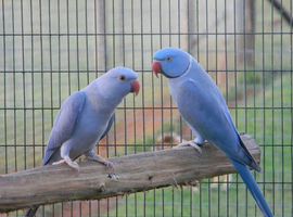 *Ringneck Pair Wanted*