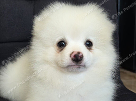 Last one pomeranian puppy boy available