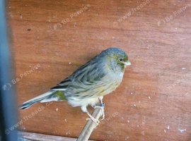 Yorkshire canary, Rotherham