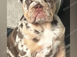 Lilac merle English bulldog