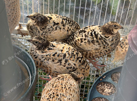 Conturnix quail hens